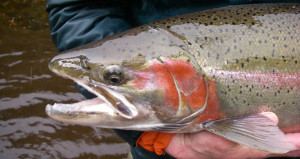 BC-Steelhead