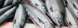 Salmon Fishing BC