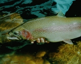 summer-run-steelhead